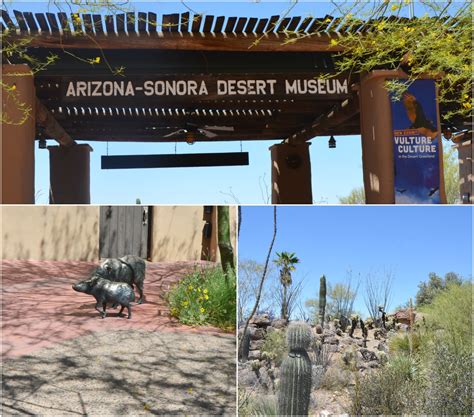 Desert museum tucson arizona. Things To Know About Desert museum tucson arizona. 
